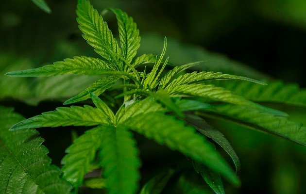 大麻：产品的销售和分销仍被禁止.