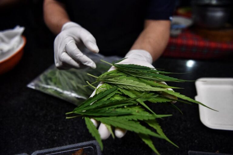 巴拿马签署法令以规范大麻的药用和治疗用途 