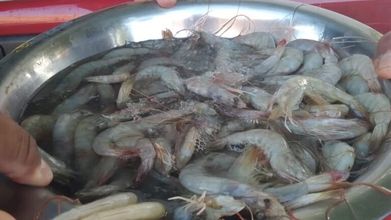 奇省加强执法 违规销售虾类商户将被罚