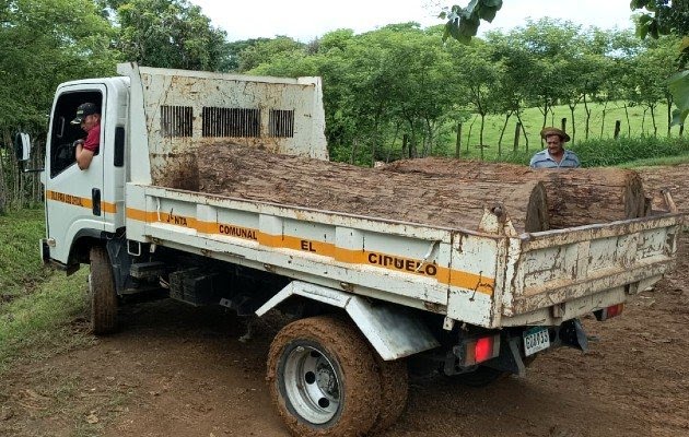 Azuelo地区非法砍伐Cocobolo木材继续发生