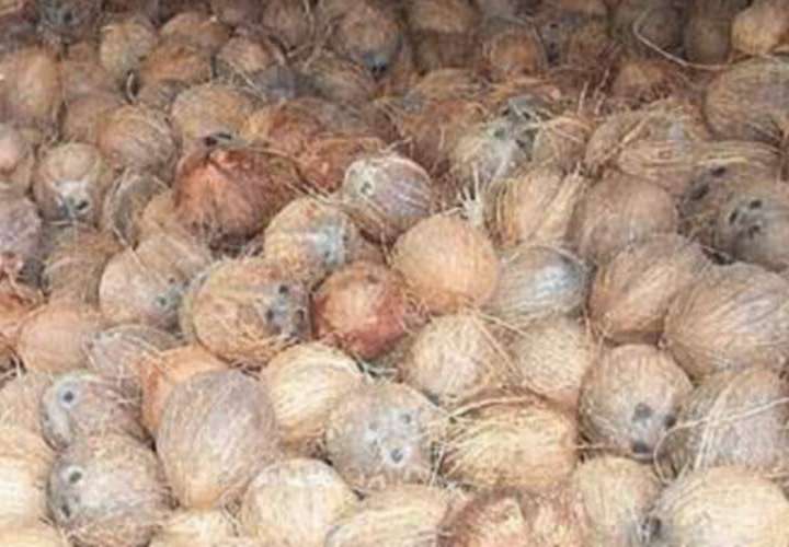 只卖给哥伦比亚的Guna Yala椰子价格上涨