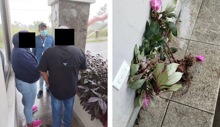 夫妇在Boquete公园偷花被捉 被罚300美元 