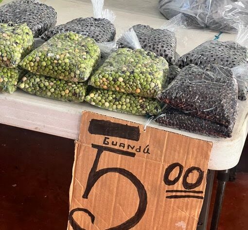 准备好你的钱包！木豆价格将因虫害而上涨