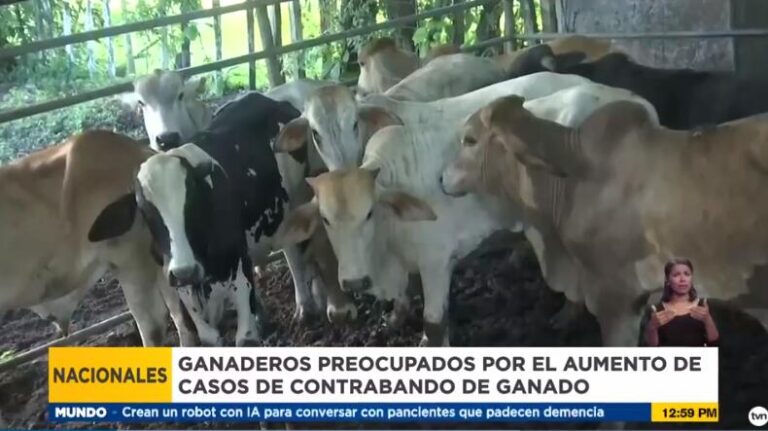 巴拿马：走私牛肉到邻国导致奇省牛肉短缺