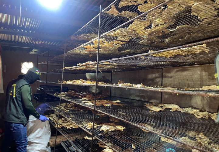 当局在chepo区一秘密餐厅发现非法贩卖鳄鱼肉