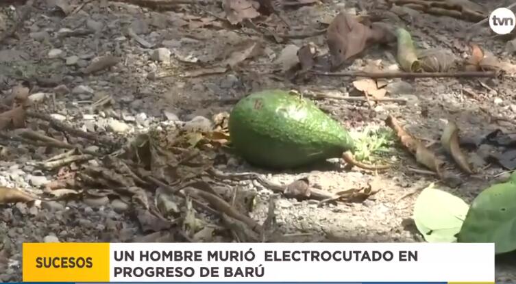 男子在Barú区采摘牛油果时不幸触电身亡