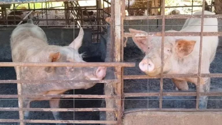 巴拿马将向中国出口牛肉、猪肉和鸡肉