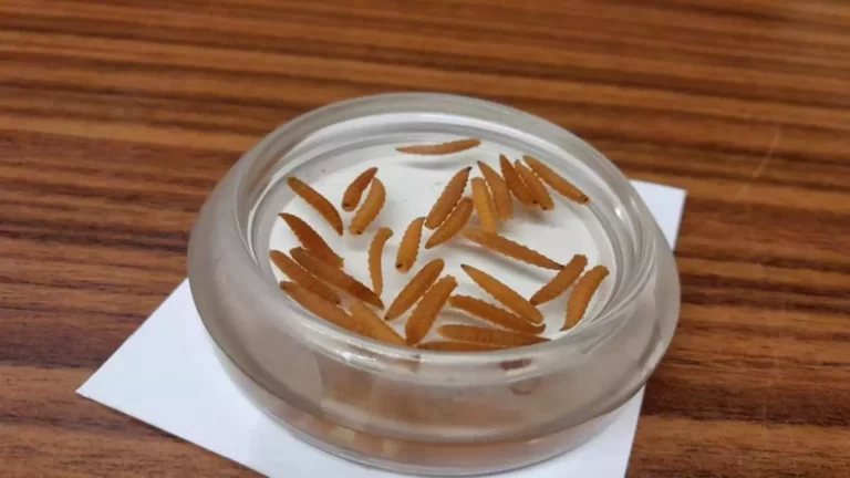 巴拿马首现人类螺旋虫病例