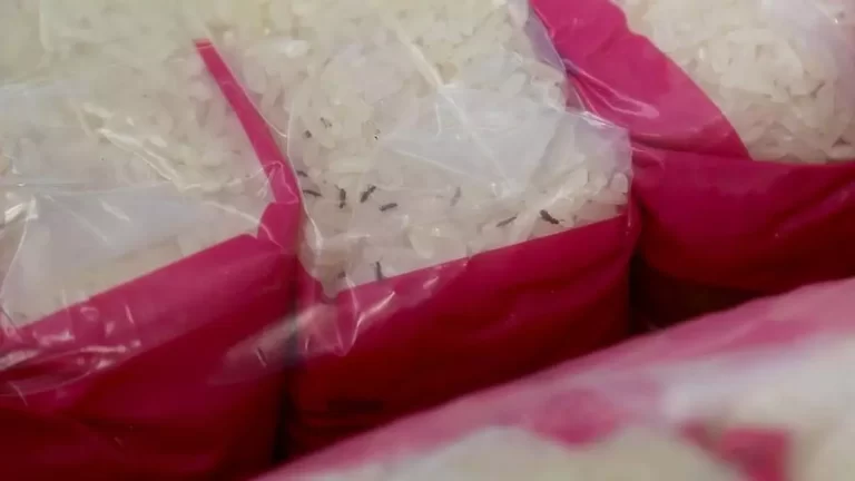 从中国进口的疑似走私大米被发现含有象鼻虫