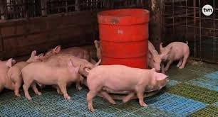 今年十二月份巴拿马猪肉产品价格将保持稳定