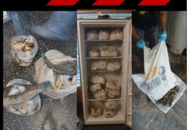 当局在 Veraguas 和 Chiriquí 查获超两千只海参