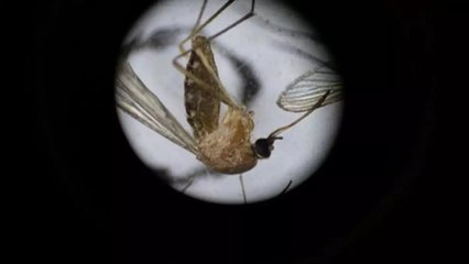 巴拿马卫生部确认首例奥罗普奇病毒死亡案例