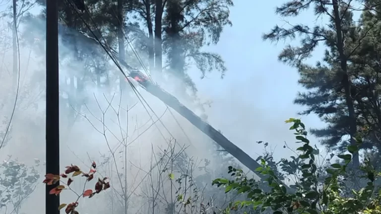 树木倒塌引发火情致Chame地区多地停电 Naturgy Panamá紧急应对