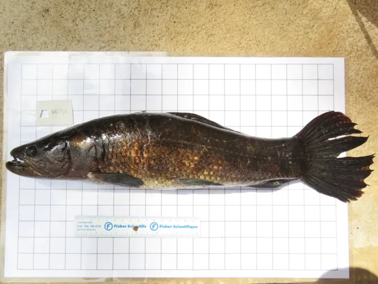 研究发现：巴拿马两种常见淡水鱼含有汞 食用需谨慎