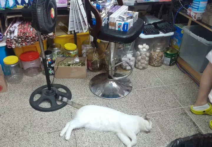 圣市一面包店卫生状况堪忧：蟑螂、猫出没 引发居民担忧