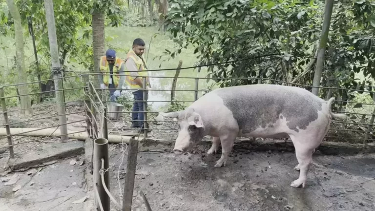 La Villa河污染：卫生指出问题复杂 责任不只在猪场