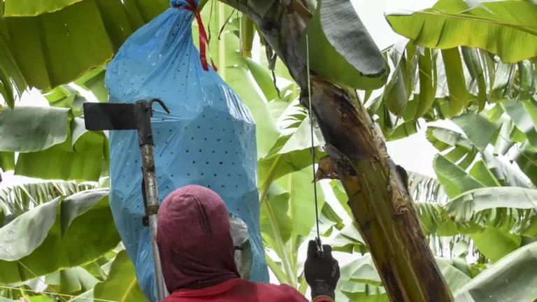 Chiquita Panamá正式解雇超千名员工