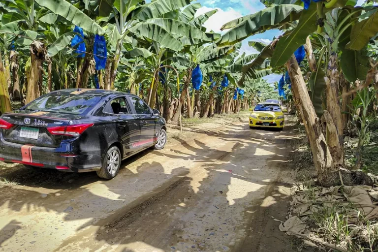 部长Moltó确认：政府将尽力促使 Chiquita Panamá 留在巴拿马继续营运