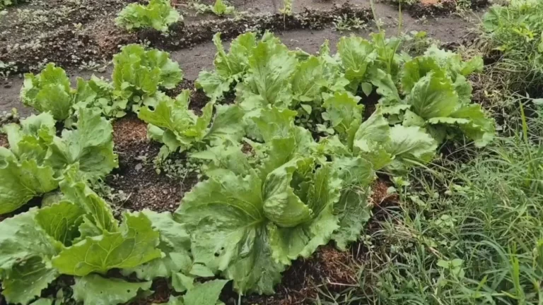 暴雨重创Tierras Altas农业区　当局警告或将出现蔬菜短缺