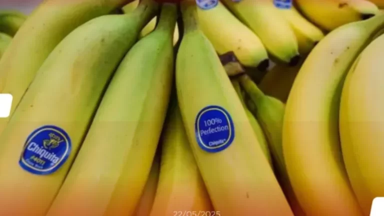 Chiquita Panamá预计12月至明年1月恢复香蕉出口　牛口省将新增数千就业机会