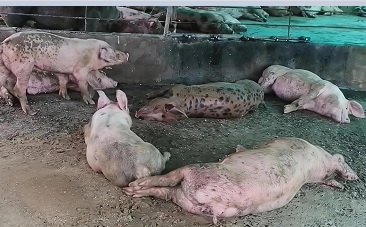 巴拿马养猪业超4.1万头生猪滞销 生产者请求紧急援助
